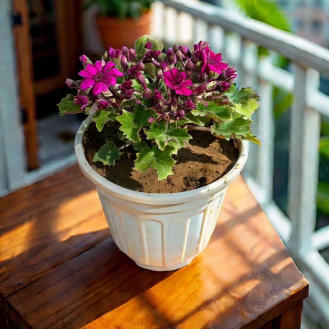 Cineraria (Any Colour) in 6 Inch White Super Nursery Pot