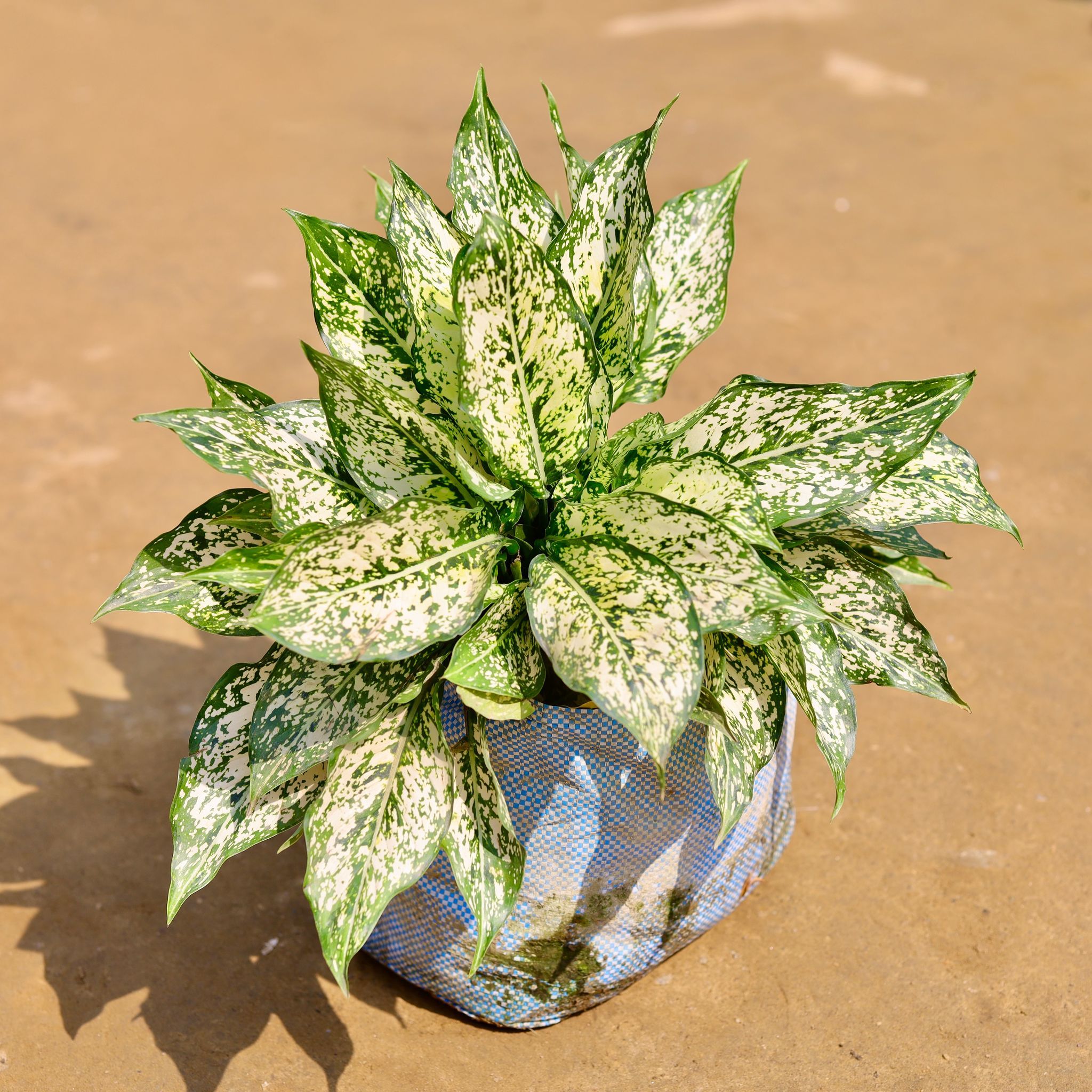Mother Aglaonema Snow White in 10 inch Nursery Bag
