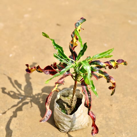 Croton Deadlocks in 4 inch Nursery Bag