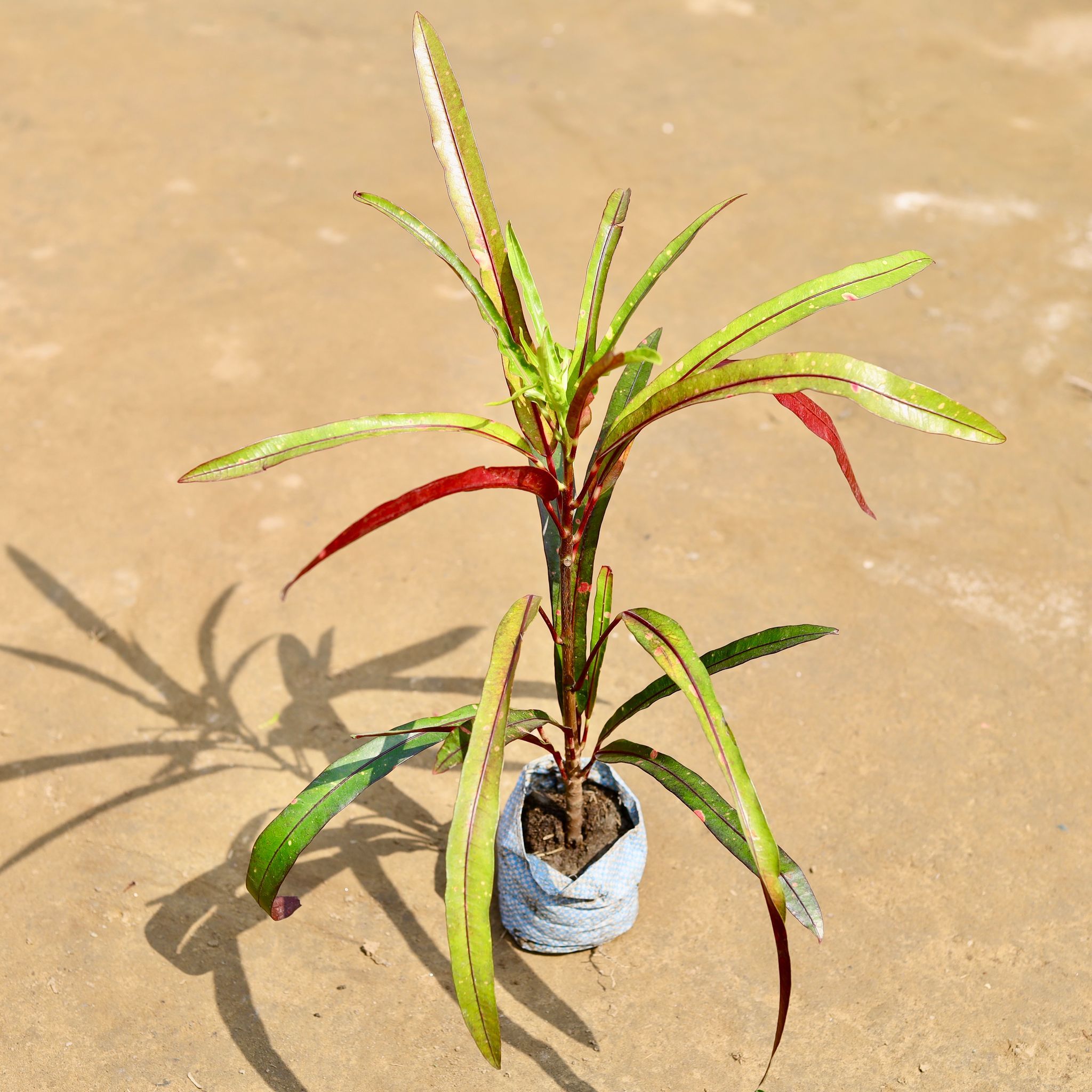 Croton Crimson Edge in 4 inch Nursery Bag