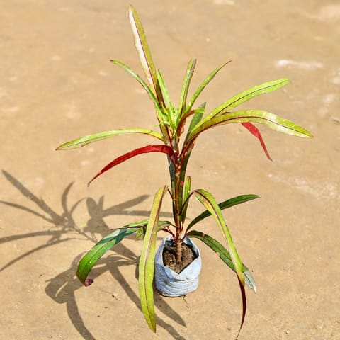 Croton Crimson Edge in 4 inch Nursery Bag