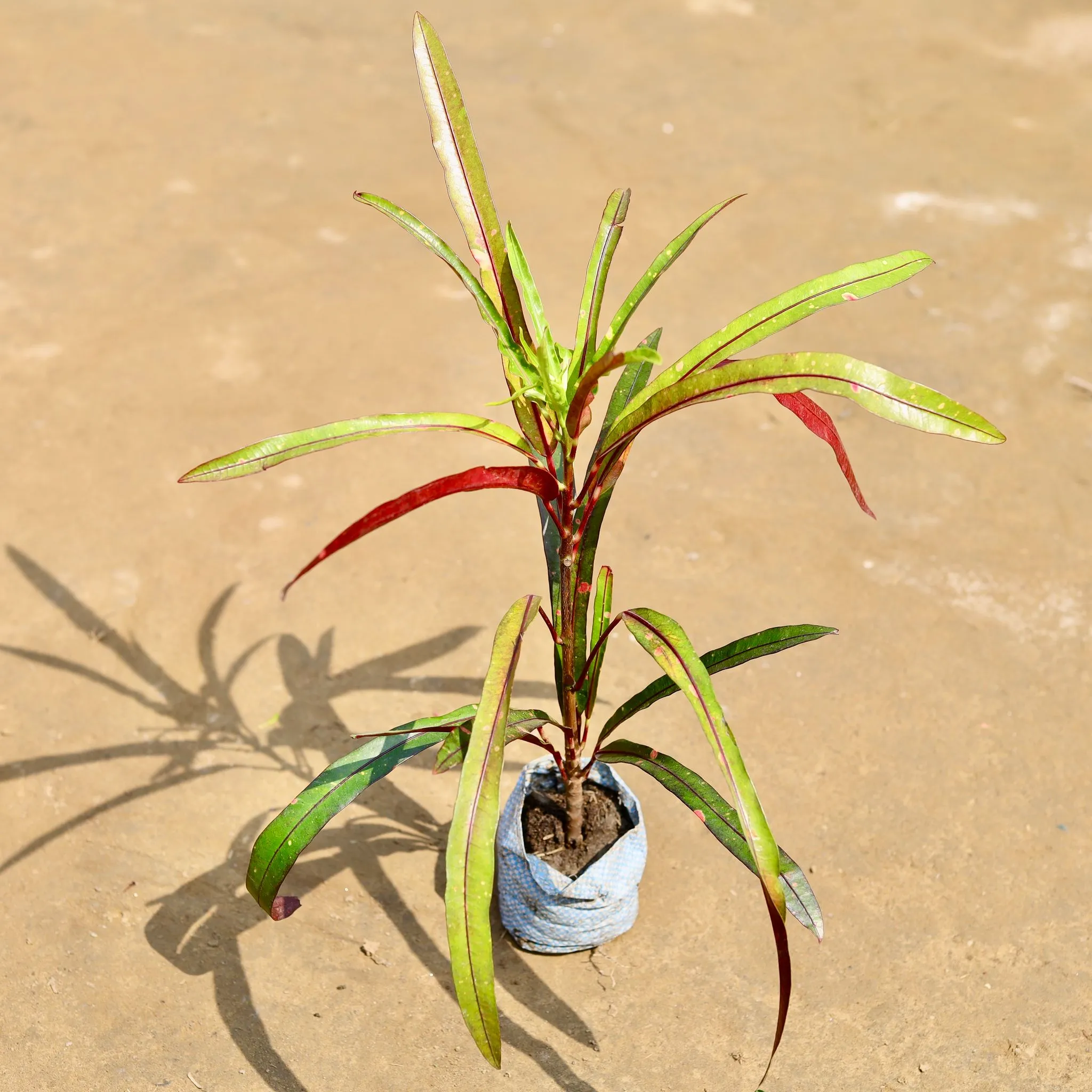 Croton Crimson Edge in 4 inch Nursery Bag