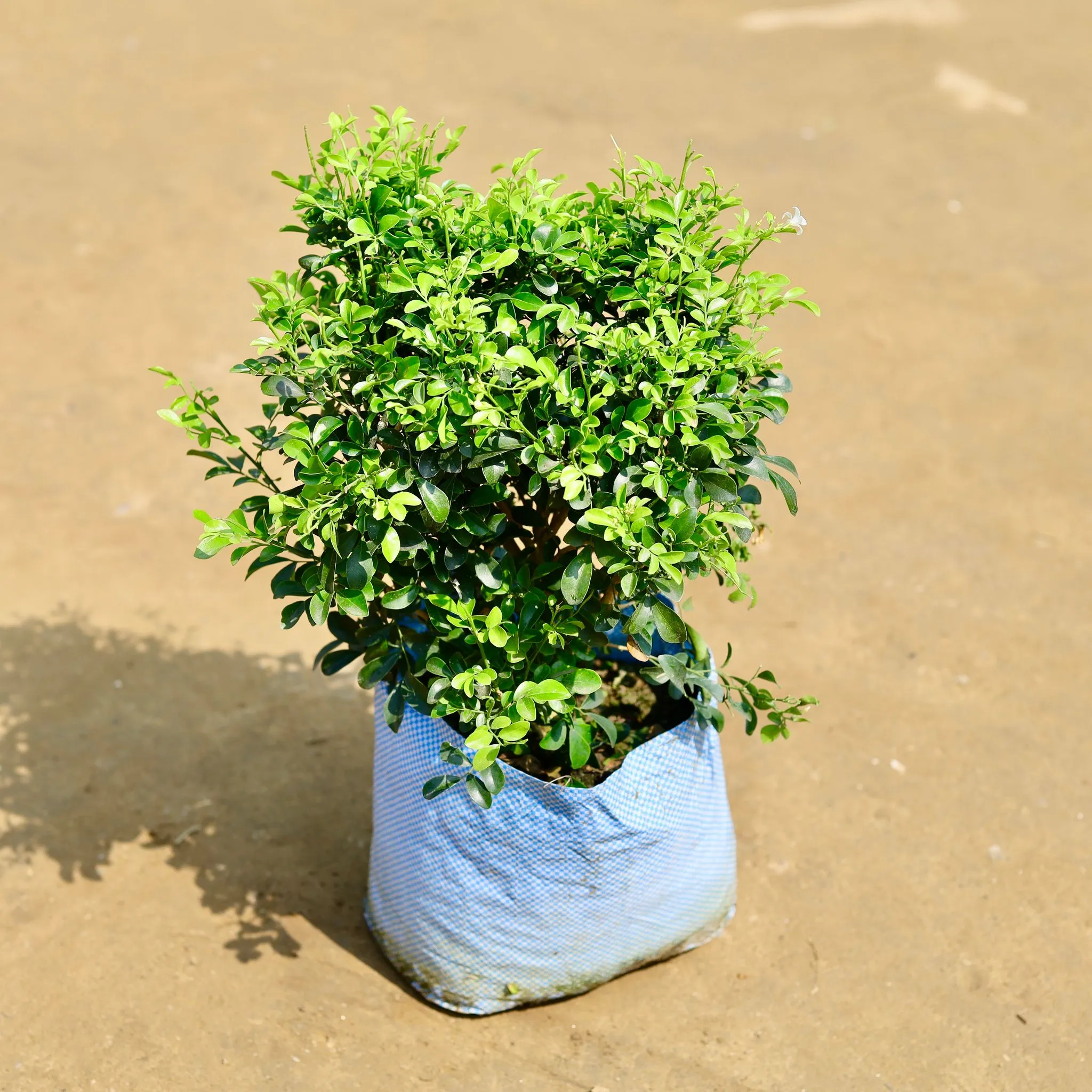 Madhu Kamini White in 8 inch Nursery Bag
