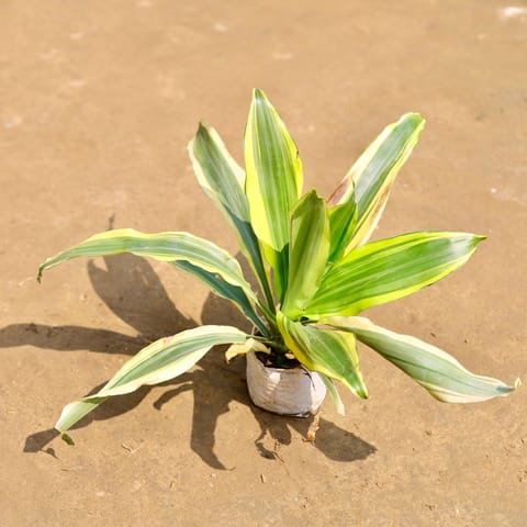 Dracaena Darasingh / Victoria in 4 Inch Live Fresh Plant Nursery Bag in Mumbai Mumbai