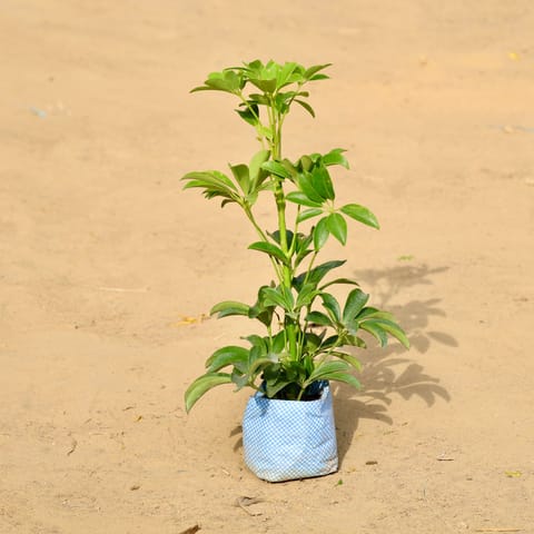Schefflera Green in 3 inch Nursery Bag