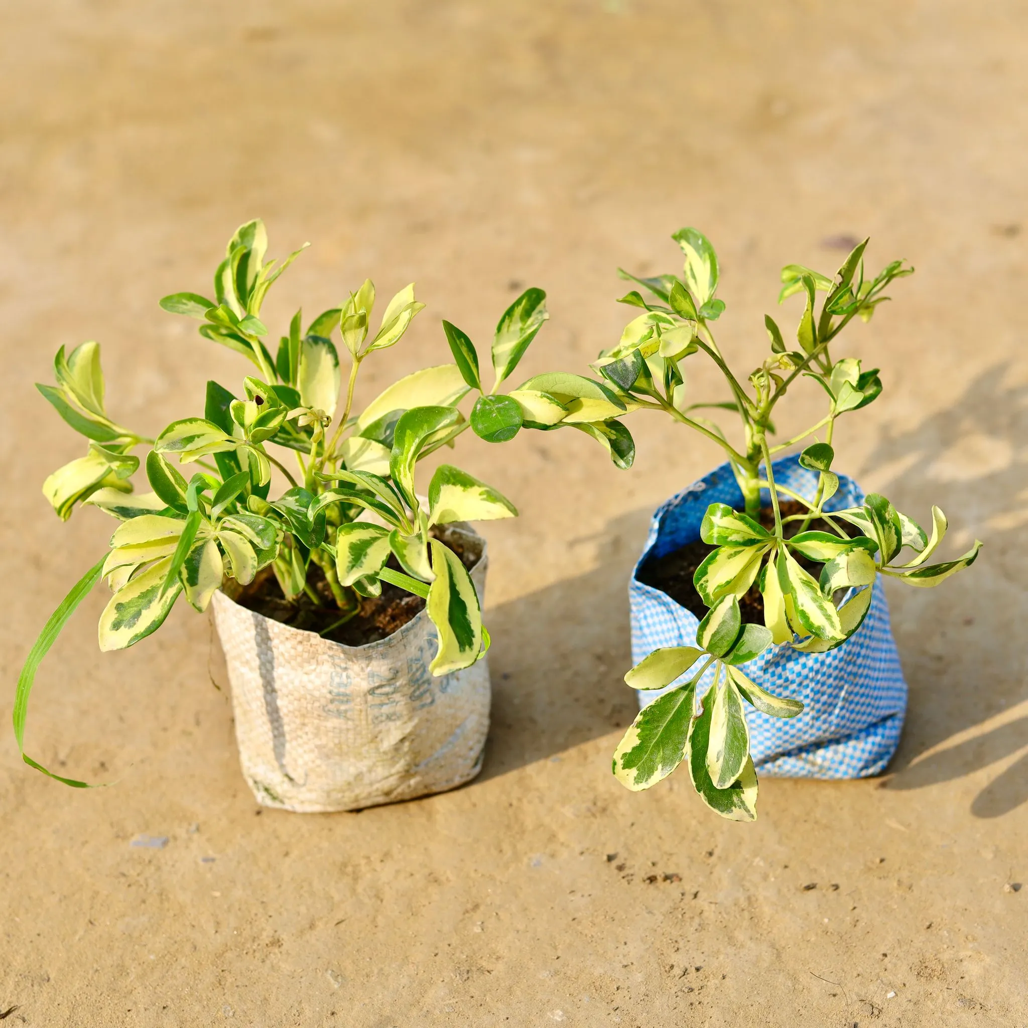 Set of 2 - Schefflera Brassia in 4 inch Nursery Bag