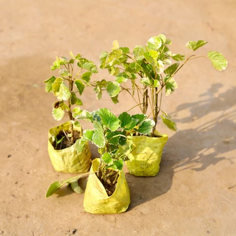 Set of 3 - Aralia Dinner Plate in 4 Inch Live Fresh Plant Nursery Bag in Sector 105