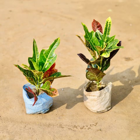 Set of 2 - Croton Oakleaf in 4 inch Nursery Bag