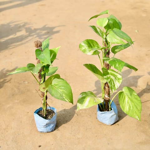Set of 2 - Money Plant With Moss Stick in 4 inch Nursery Bag