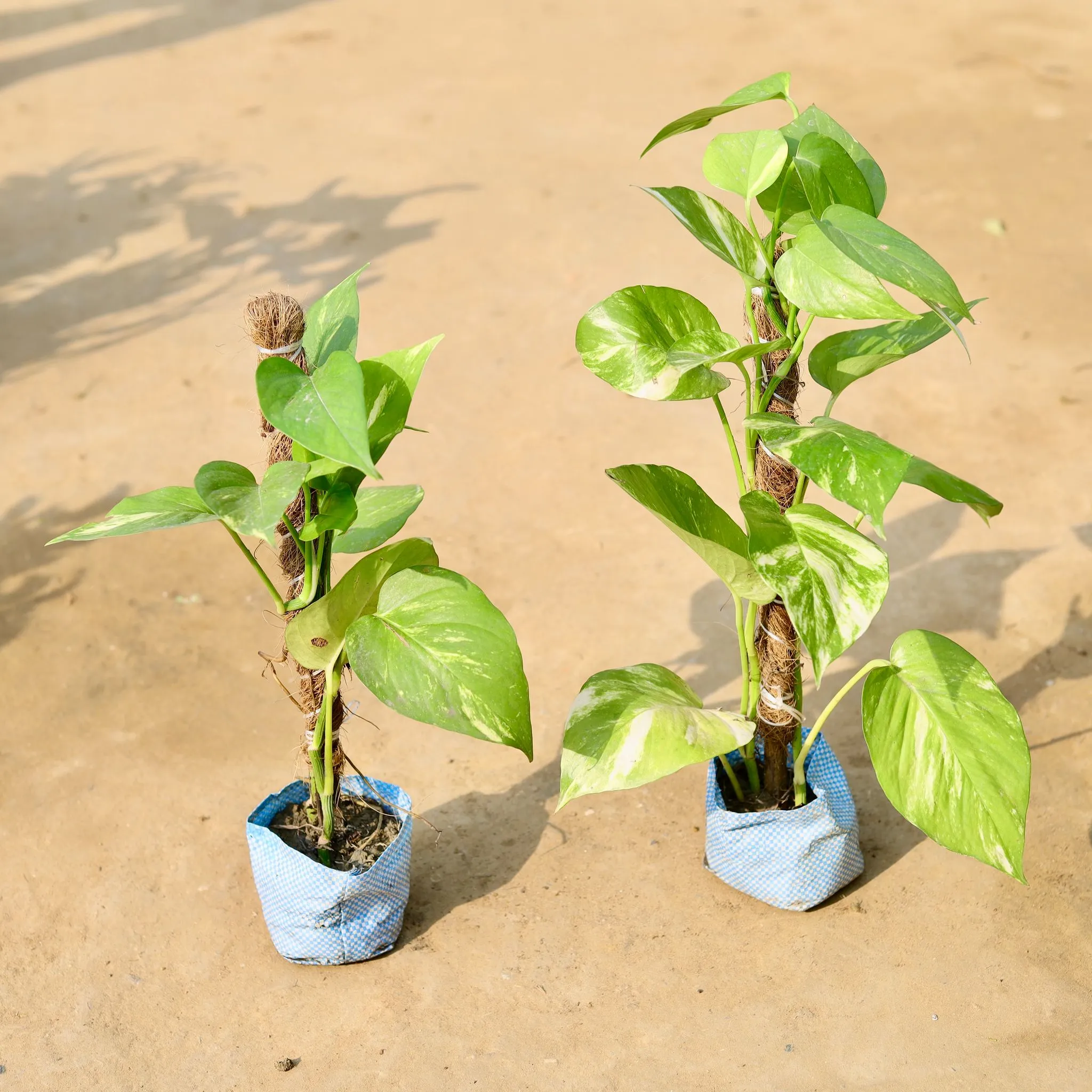 Set of 2 - Money Plant With Moss Stick in 4 inch Nursery Bag