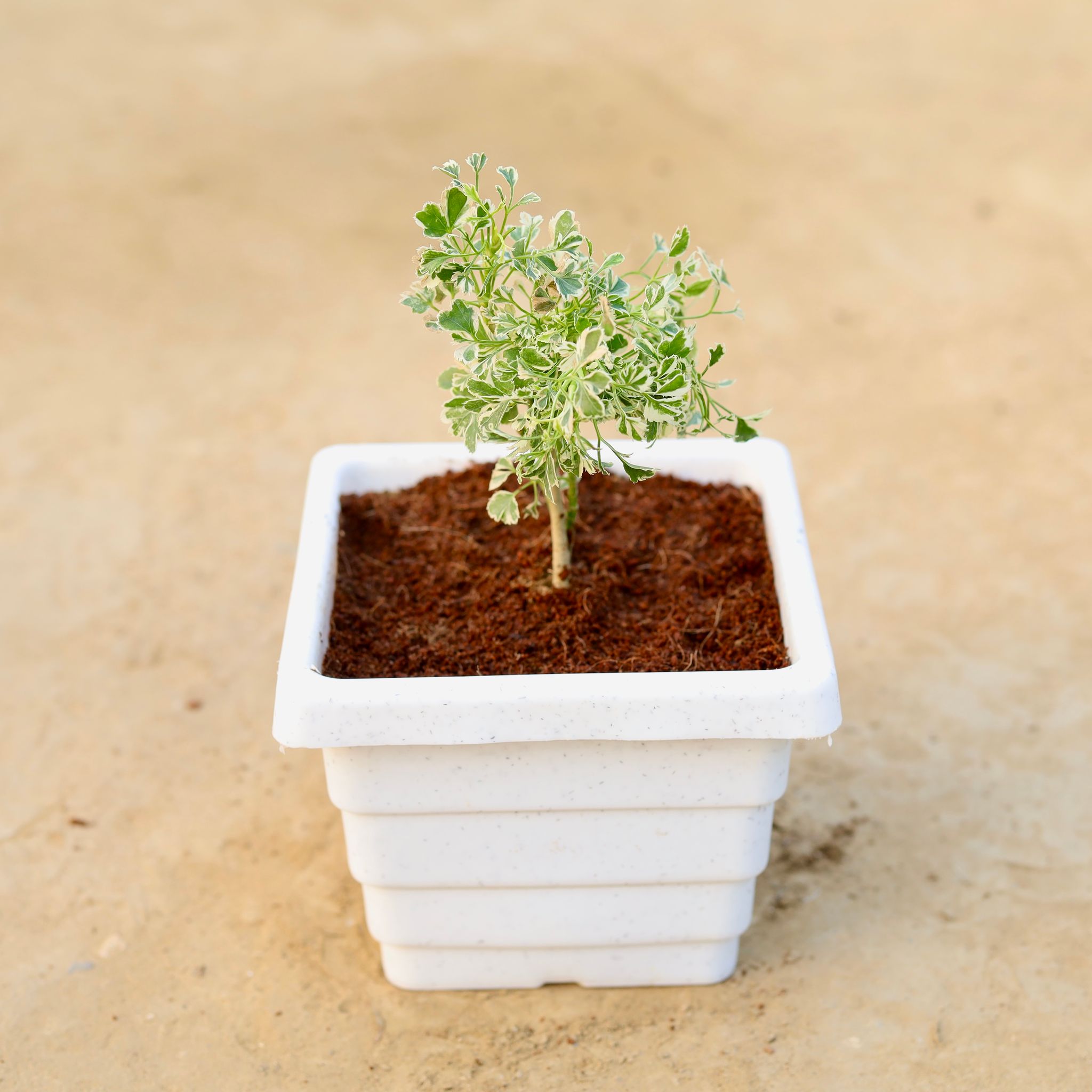 Aralia White Mini in 6 Inch White Marble Premium Orchid Square Plastic Pot