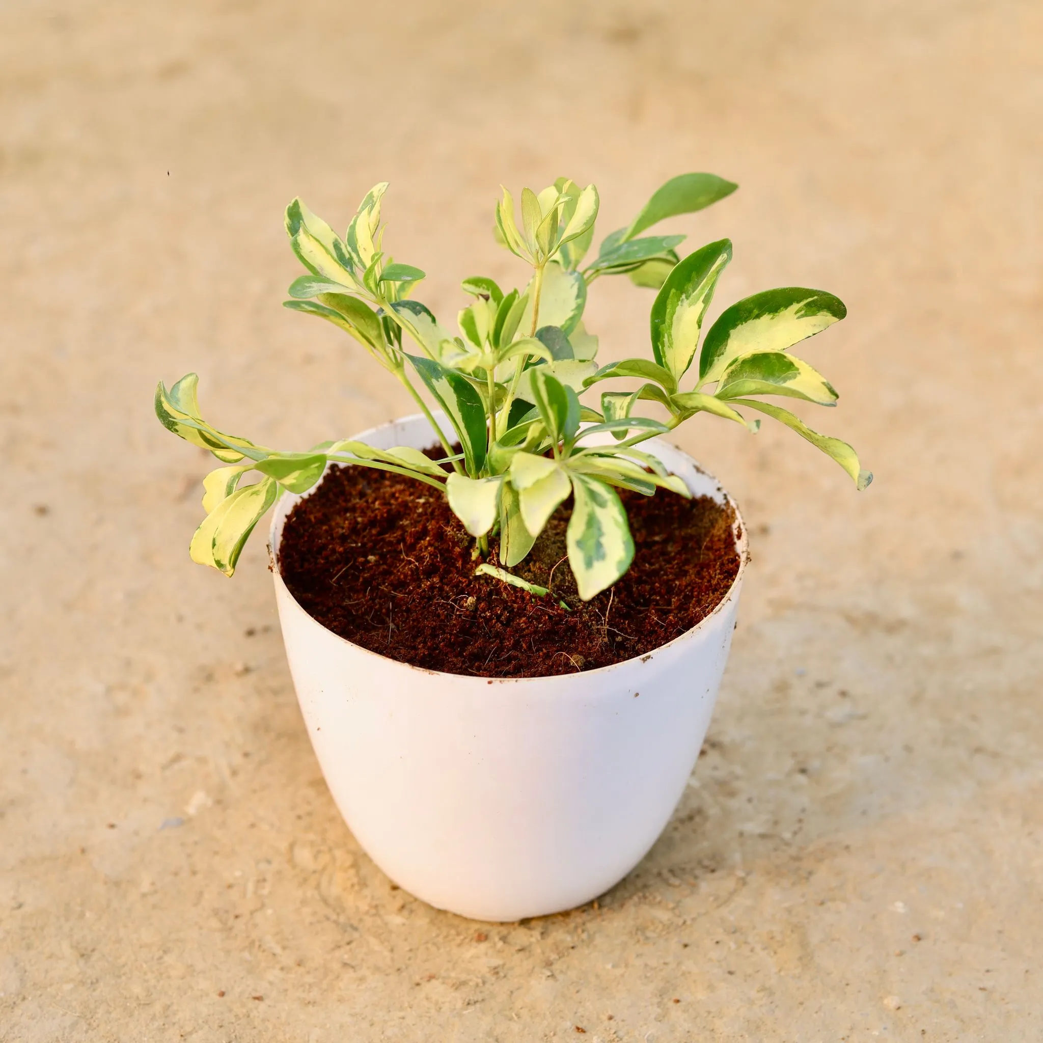 Schefflera Brassia in 6 Inch White Premium Orchid Round Plastic Pot