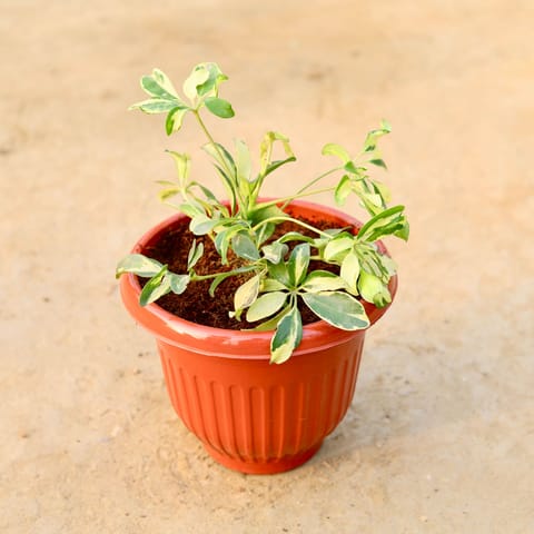 Schefflera Brassia in 8 Inch Terracotta Red Olive Plastic Pot