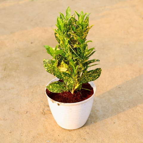 Baby Croton Bushy in 08 Inch Live Fresh Plant White Marble Premium Milo Round Plastic Pot in Sector 45