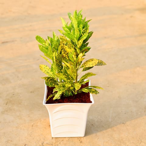 Baby Croton Bushy in 08 Inch Live Fresh Plant White Premium Pragati Square Plastic Pot in Sector 9