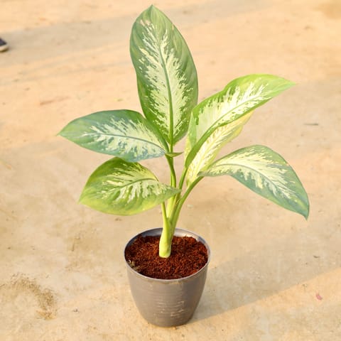 Dieffenbachia Seguine (~ 1.5 ft) in 08 Inch Grey Premium Milo Round Plastic Pot