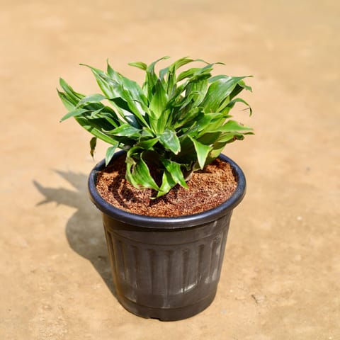 Dracaena compacta in 6 inch Black Super Nursery Pot