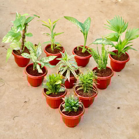 Set of 10 - Money Plant with Moss Stick, Lucky Bamboo, Dieffenbachia Seguine, Fern Green, Dracaena Messanger, Song of India, Lucky Bamboo, Baby Croton, Chironji Croton & Dracaena Compacta in 8 Inch Terracotta Red Olive Plastic Pot
