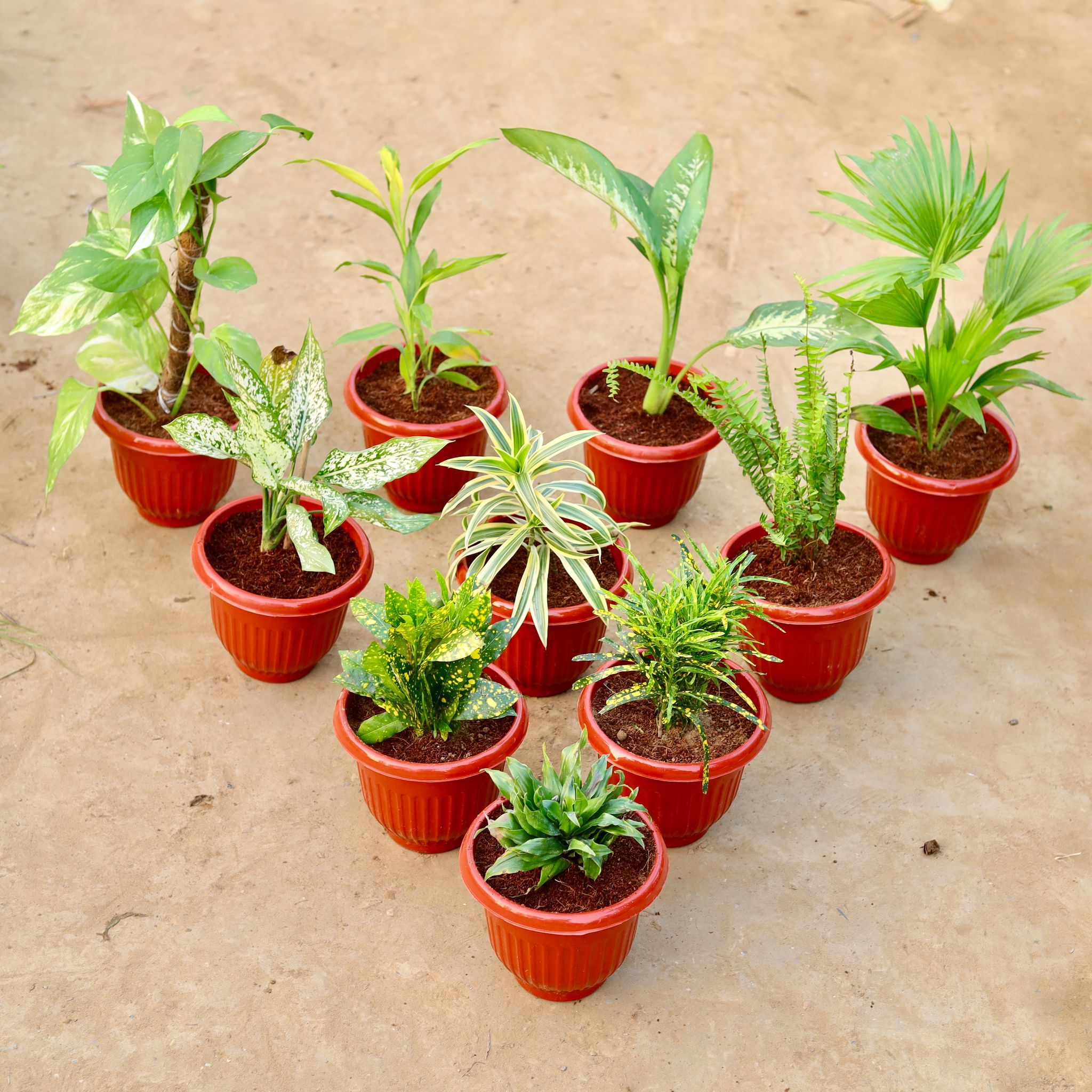 Set of 10 - Money Plant with Moss Stick, Lucky Bamboo, Dieffenbachia Seguine, Fern Green, Dracaena Messanger, Song of India, Lucky Bamboo, Baby Croton, Chironji Croton & Dracaena Compacta in 8 Inch Terracotta Red Olive Plastic Pot