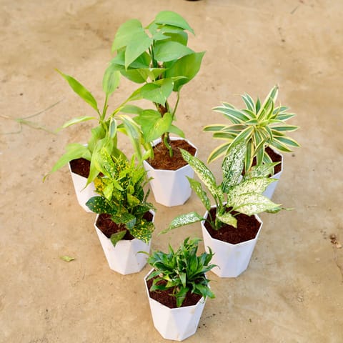 The Premium Green Escape - Set of 6 - Lucky Bamboo, Money Plant with Moss Stick, Song of India, Baby Croton, Aglaonema Snow White & Dracaena Compacta in 6 Inch Live Plant Marble White Premium Diamanti Plastic Pot