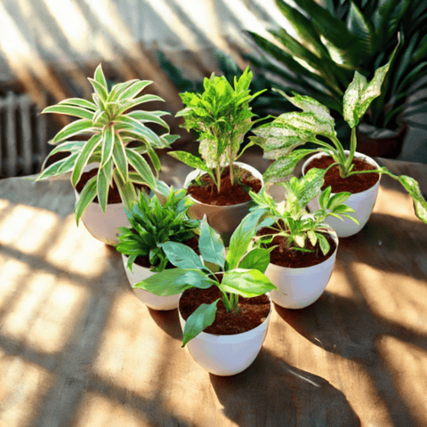 The Orchid Sanctuary Combo - Set of 6 - Song of India, Baby Croton, Aglaonema Snow White, Dracaena Compacta, Schefflera Brassia & Peace Lily in 6 Inch White Premium Orchid Round Plastic Pot