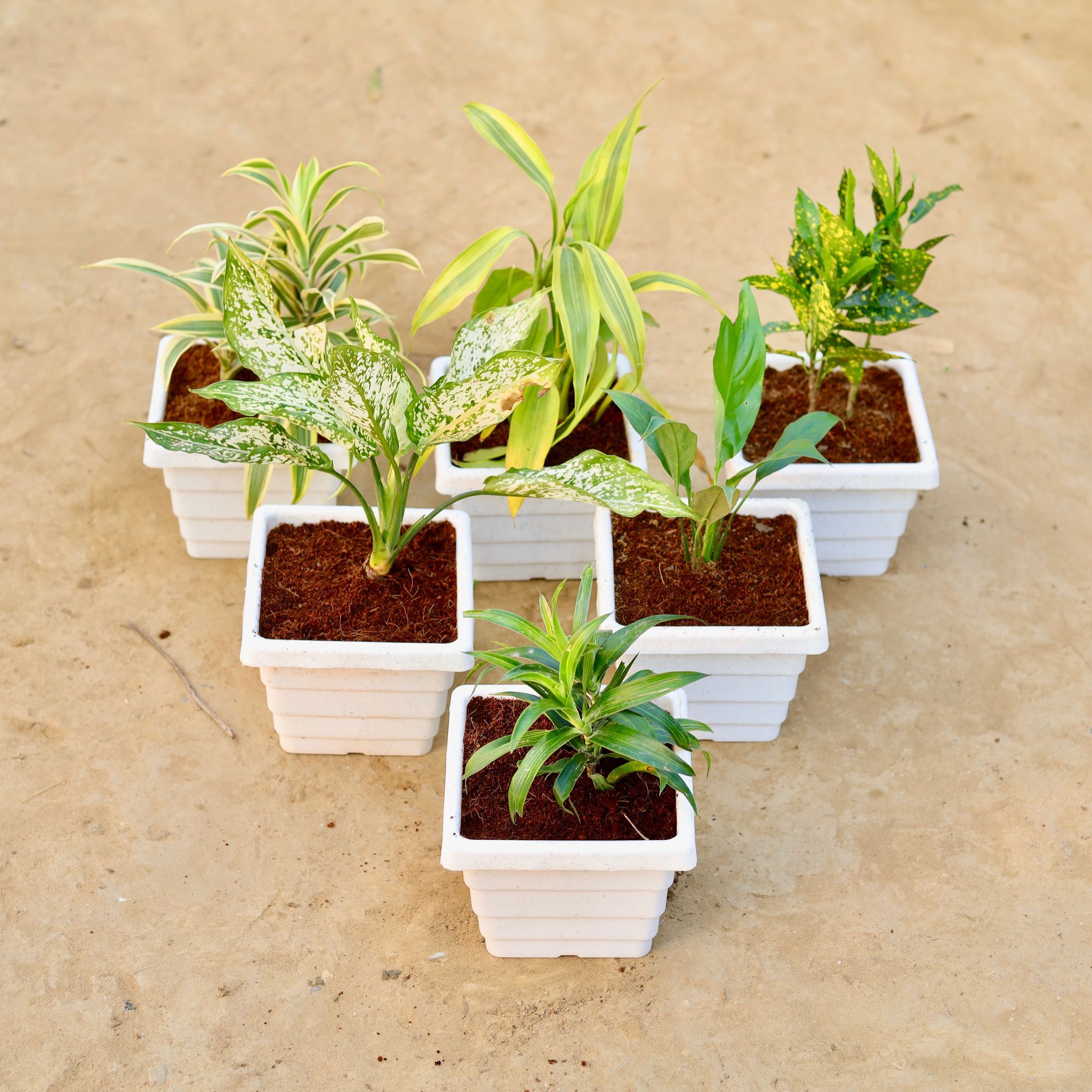 The Chic Green Oasis - Set of 6 - A peaceful retreat of Song of India, Lucky Bamboo, Baby Croton, Aglaonema Snow White, Peace Lily Baby & Dracaena Messenger in 6 Inch White Marble Premium Orchid Square Plastic Pot