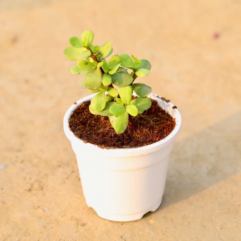 Bangalorey Jade in 4 Inch Live Fresh Plant White Nursery Pot in Rohini Sector 16