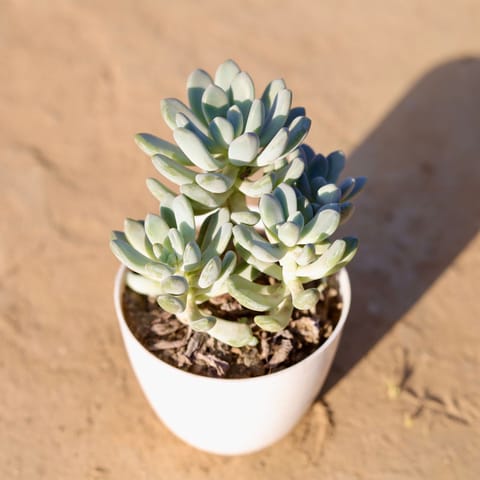 Jelly Bean Succulent in 4 Inch White Premium Orchid Round Plastic Pot