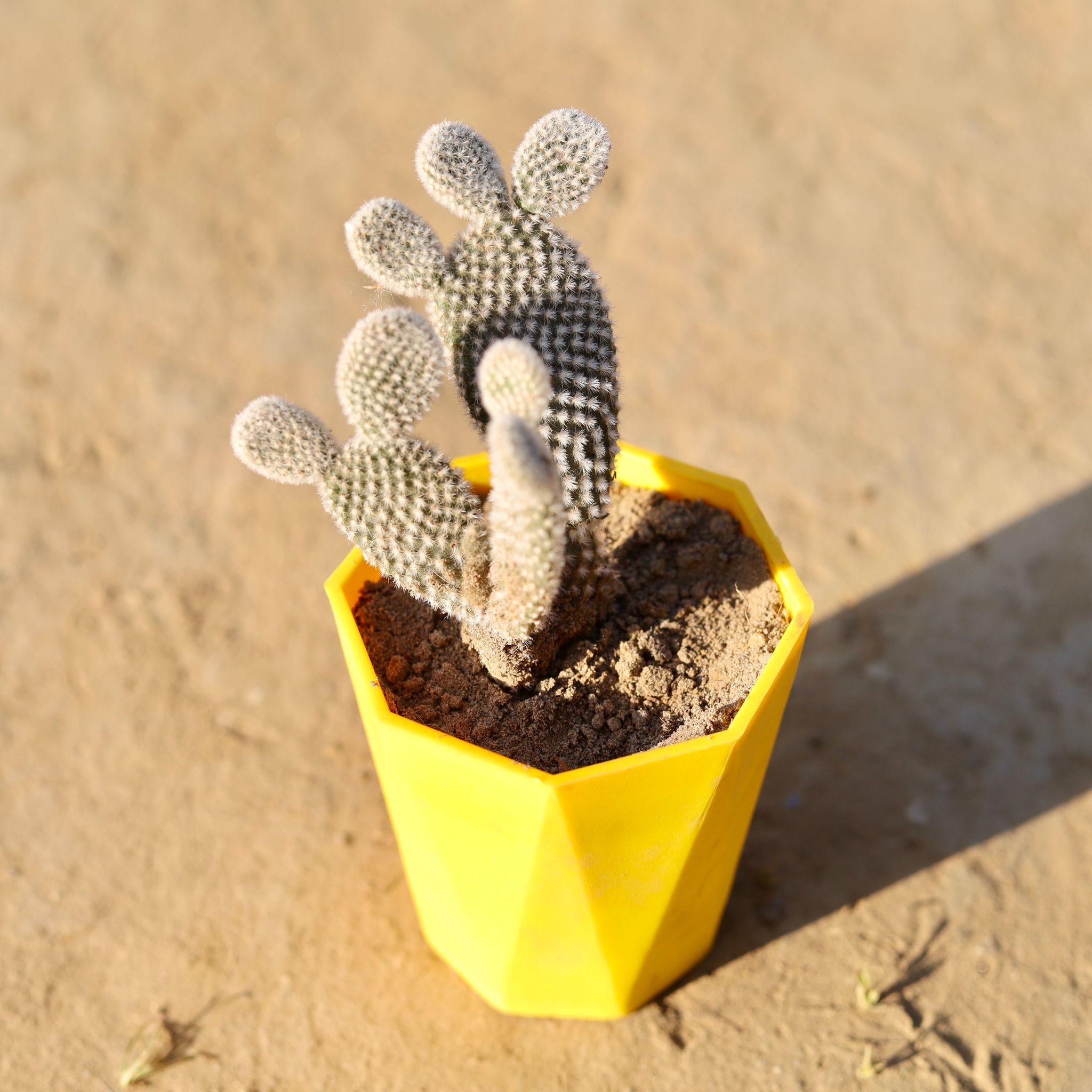 Bunny Ear Cactus in 4 Inch Yellow Premium Diamanti Plastic Pot