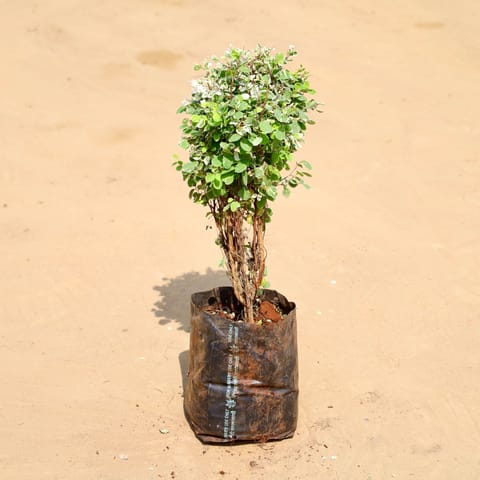 Snow Bush (~ 1 Ft) in 6 Inch Live Fresh Plant Nursery Bag in Sector 77