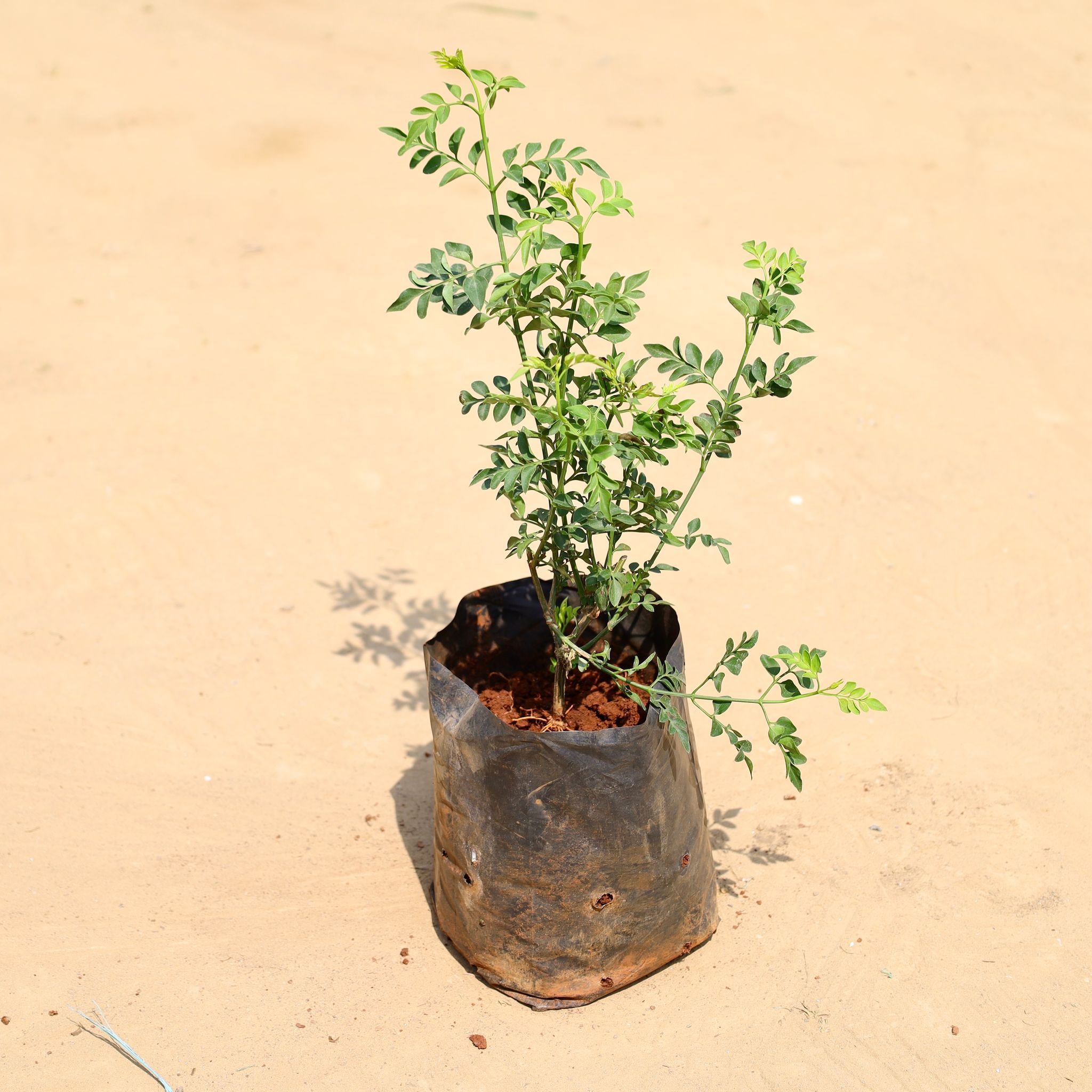 Chameli in 6 Inch Nursery Bag