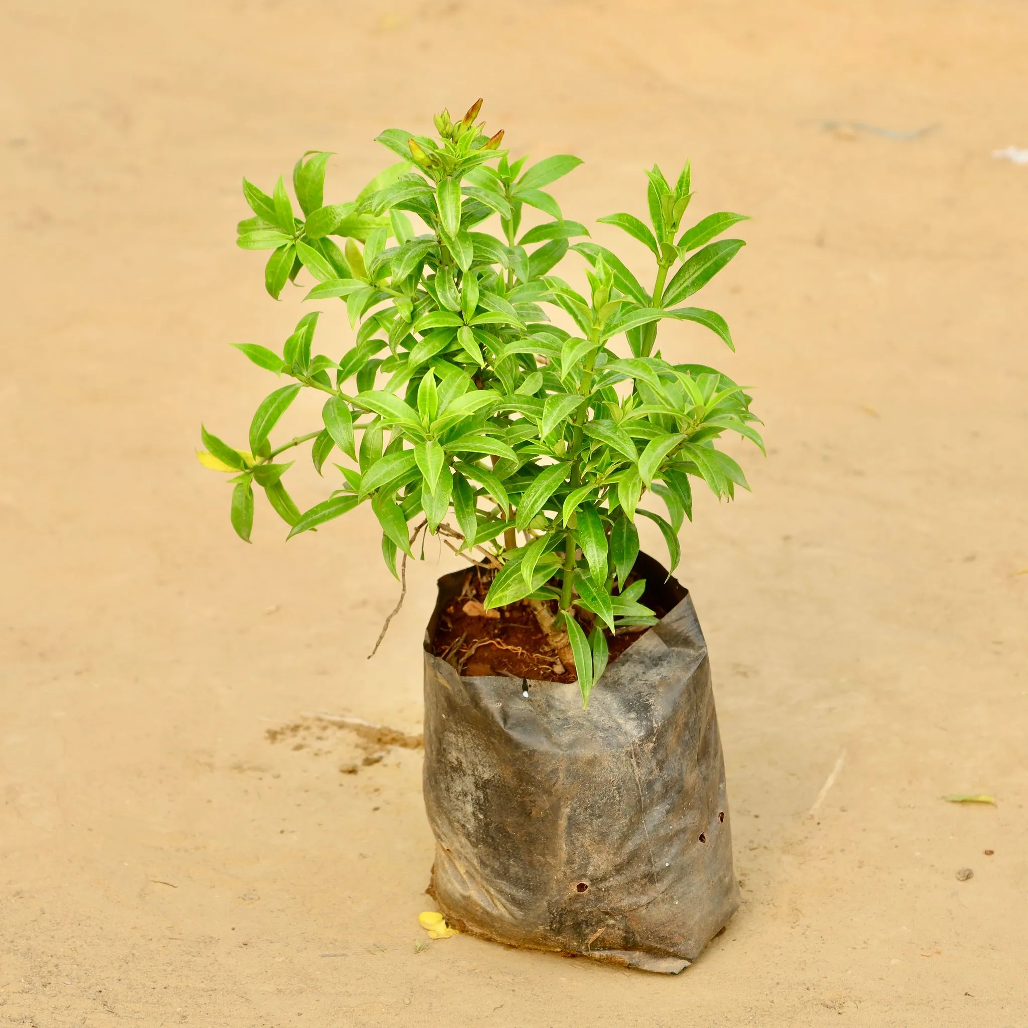 Allamanda Tiger Dwarf (Any Colour) in 6 Inch Nursery Bag