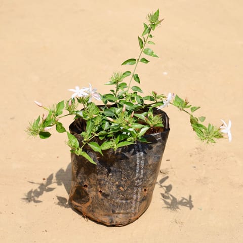 Kund Bel / Jasmine in 6 Inch Nursery Bag