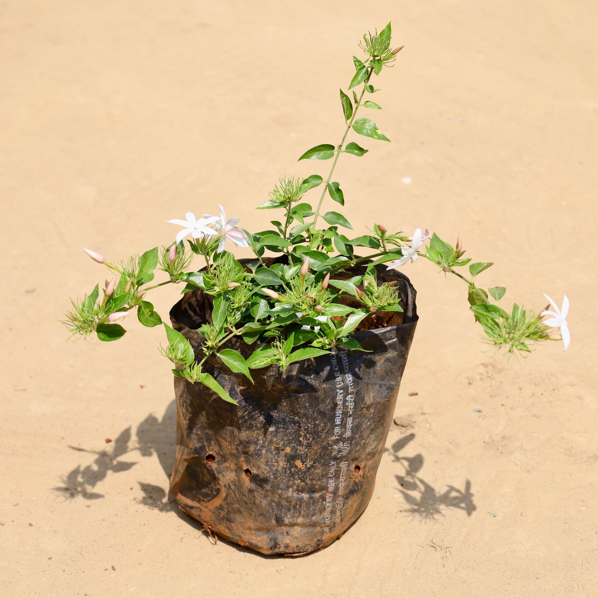 Kund Bel / Jasmine in 6 Inch Nursery Bag