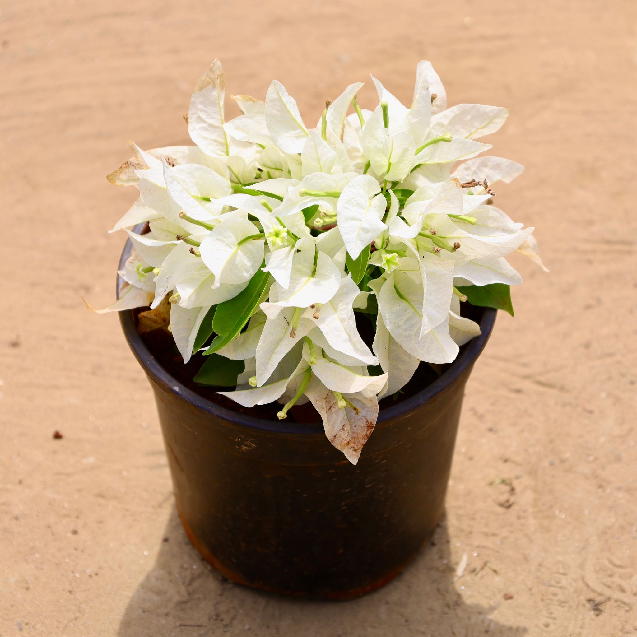 Bougainvillea Dwarf White in 5 Inch Nursery Pot