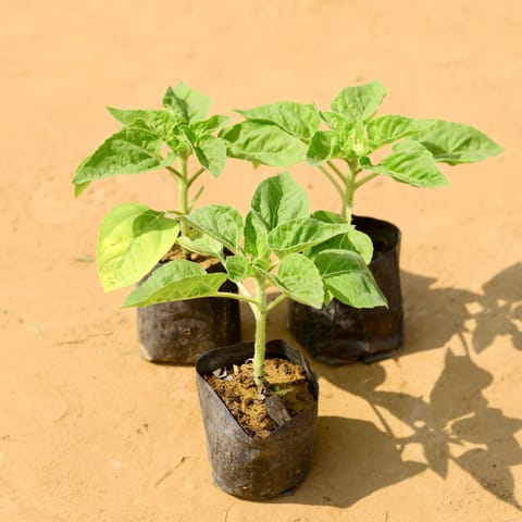 Set of 3 - Sunflower (any colour)in 3 Inch Nursery Bag