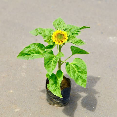Sunflower (any colour)in 3 Inch Nursery Bag