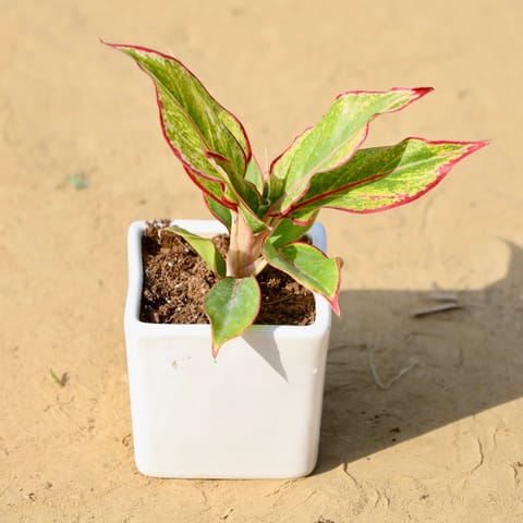 Aglaonema Lipstick in 4 Inch Classy White Square Shaped Ceramic Pot