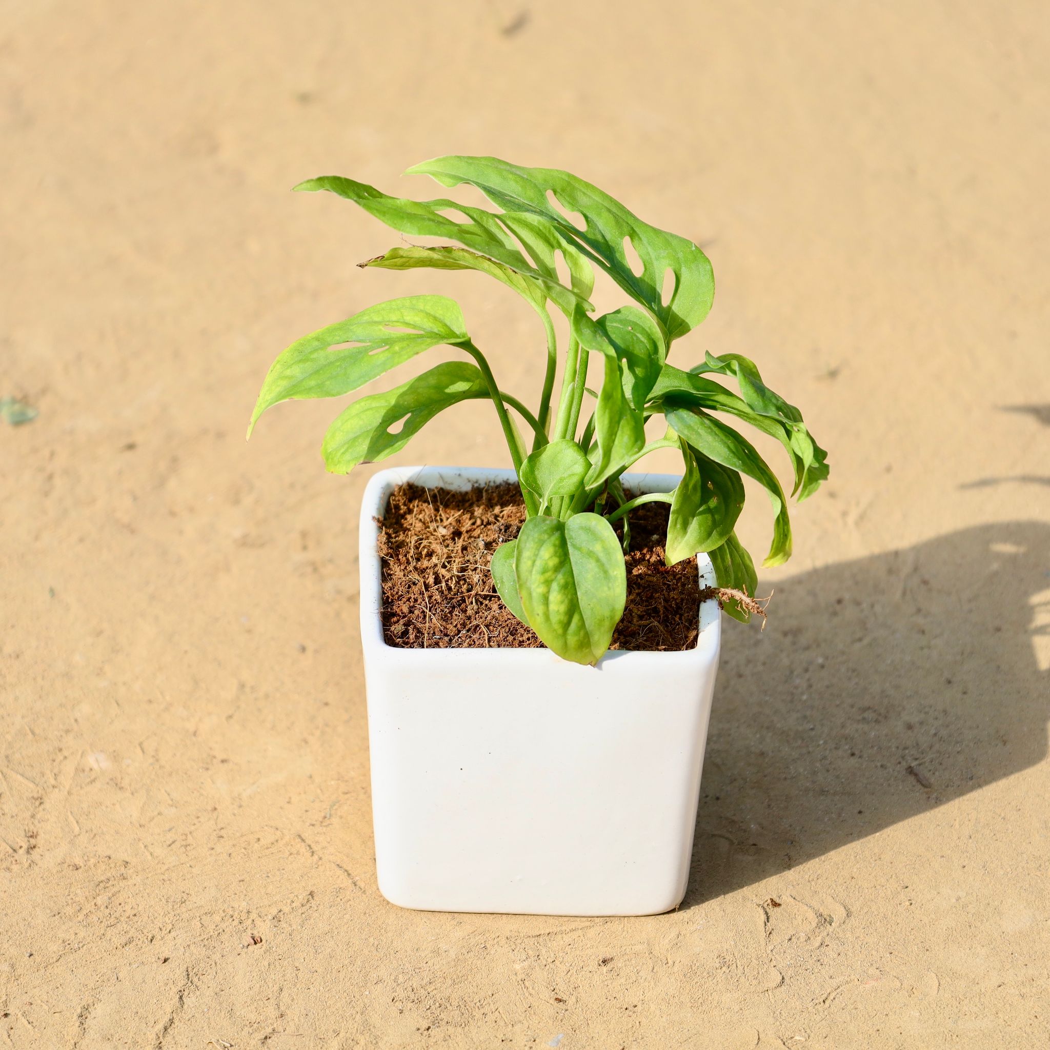 Monstera Broken Heart in 4 Inch Classy White Square Shaped Ceramic Pot