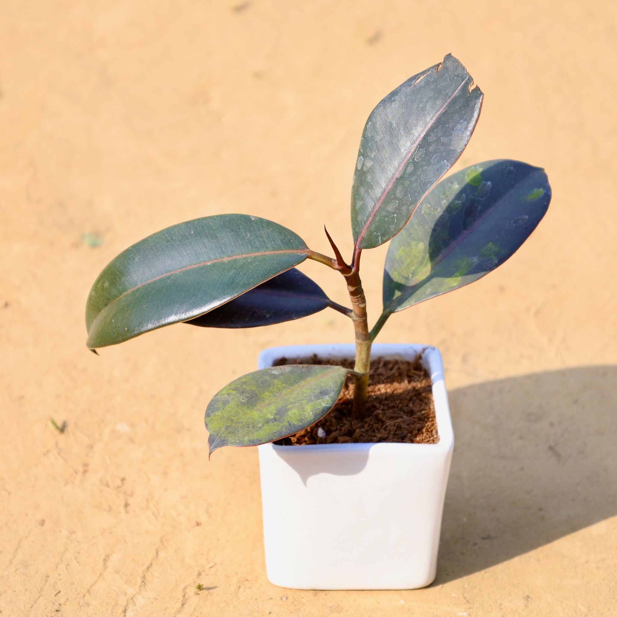 Rubber Black in 4 Inch Classy White Square Shaped Ceramic Pot