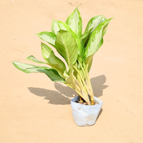 Aglaonema Deborah Bushy in 5 Inch Nursery Bag