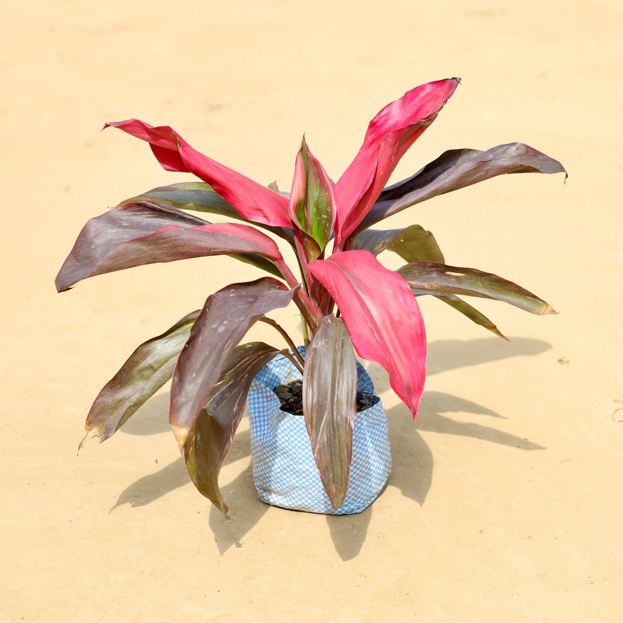 Dracaena Rosea in 4 Inch Nursery Bag