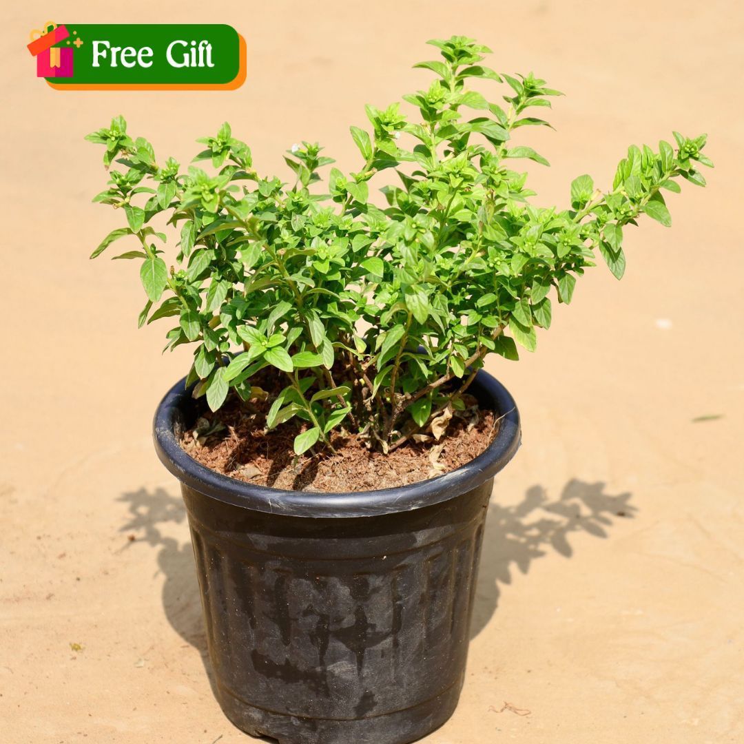 Cuphea / False Heather (any colour) in 6 Inch Black Super Nursery Pot