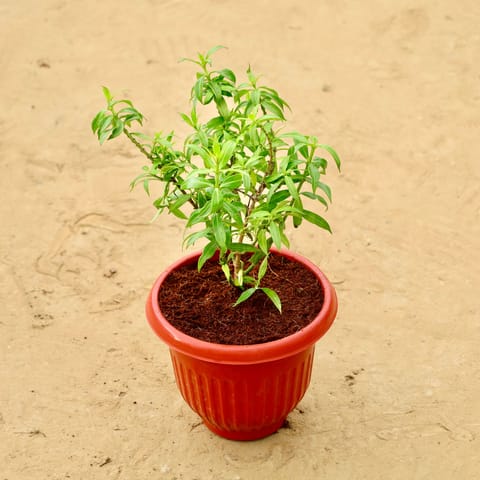 Allamanda Dwarf in 8 Inch Terracotta Red Olive Plastic Pot