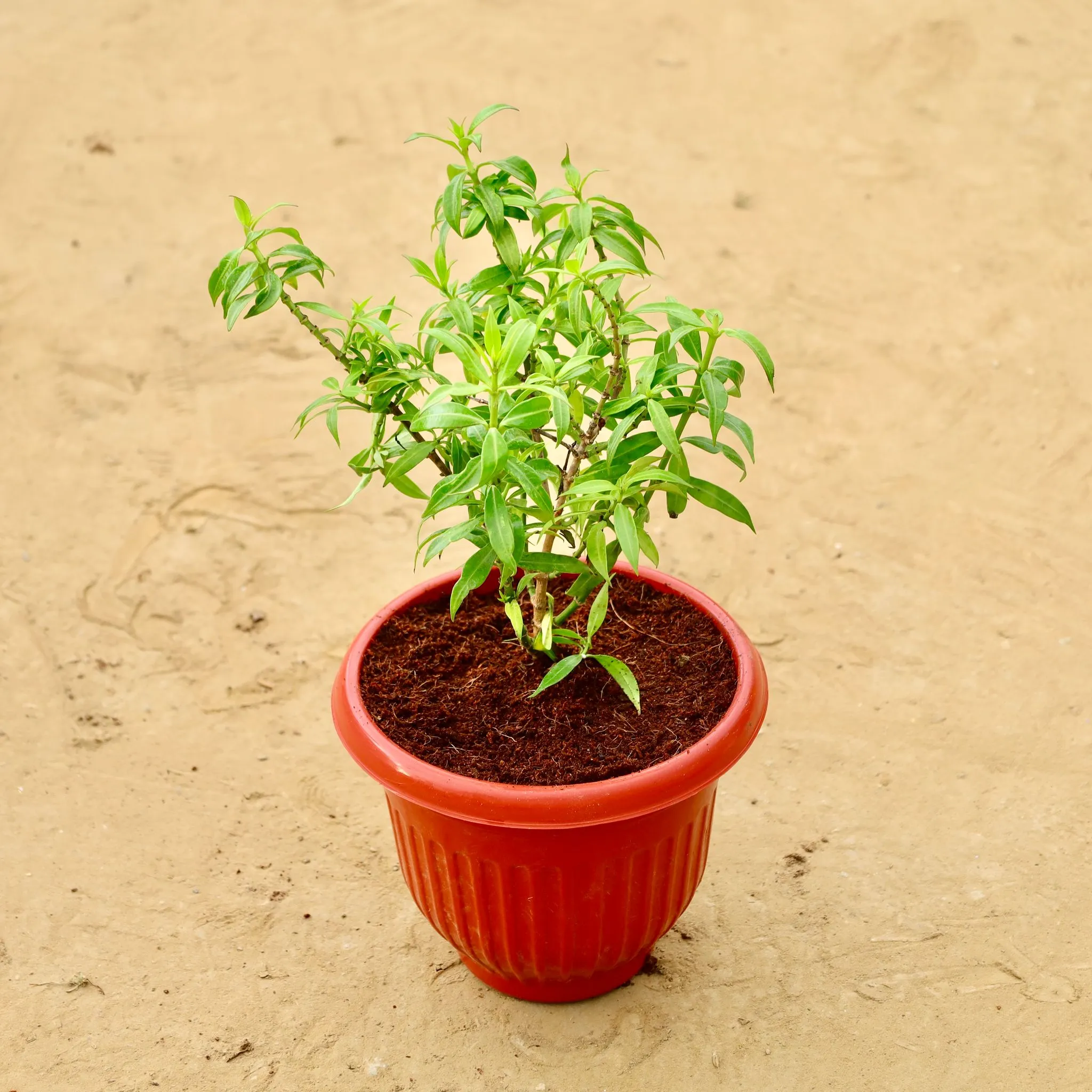 Allamanda Dwarf in 8 Inch Terracotta Red Olive Plastic Pot