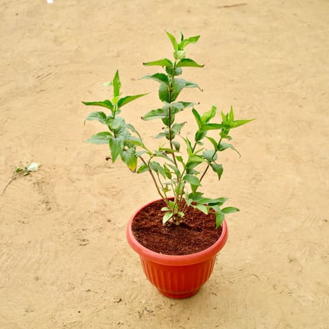 Double Tagar / Jasmine in 8 Inch Terracotta Red Olive Plastic Pot