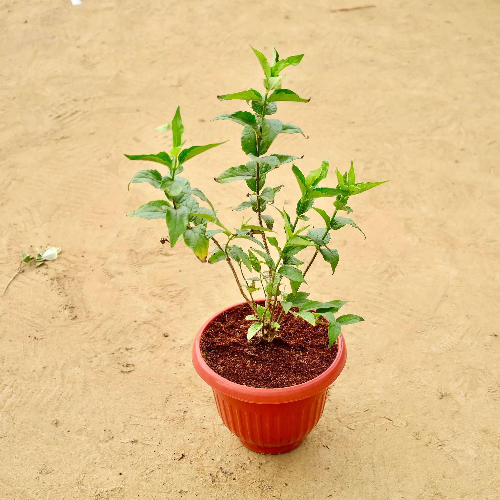 Double Tagar / Jasmine in 8 Inch Terracotta Red Olive Plastic Pot