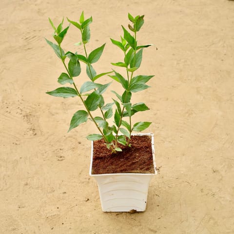 Double Tagar / Jasmine in 08 Inch White Premium Tokyo Square Plastic Pot