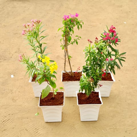 The Enchanted Garden Combo - Set of  5 - Kaner / Oleander Red, Bougainvillea, Kaner / Oleader Pink , Tecoma & Jattropha (any colour) in 08 Inch White Premium Tokyo Square Plastic Pot
