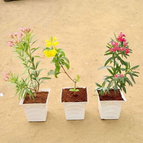 Petals & Sunlight combo- Set of  3 - Kaner Red, Tecoma & Kaner Pink in 08 Inch White Premium Tokyo Square Plastic Pot